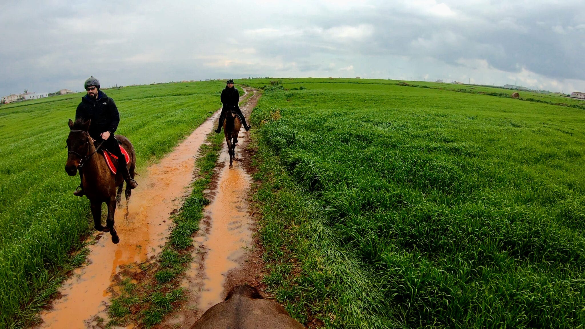 Horse Galloping in the rain