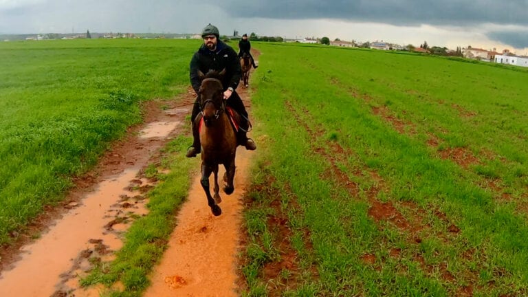 Horse Galloping in the rain