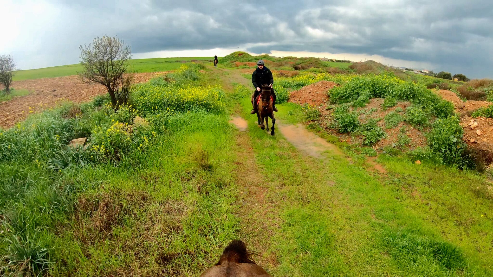 Horse Galloping in the rain