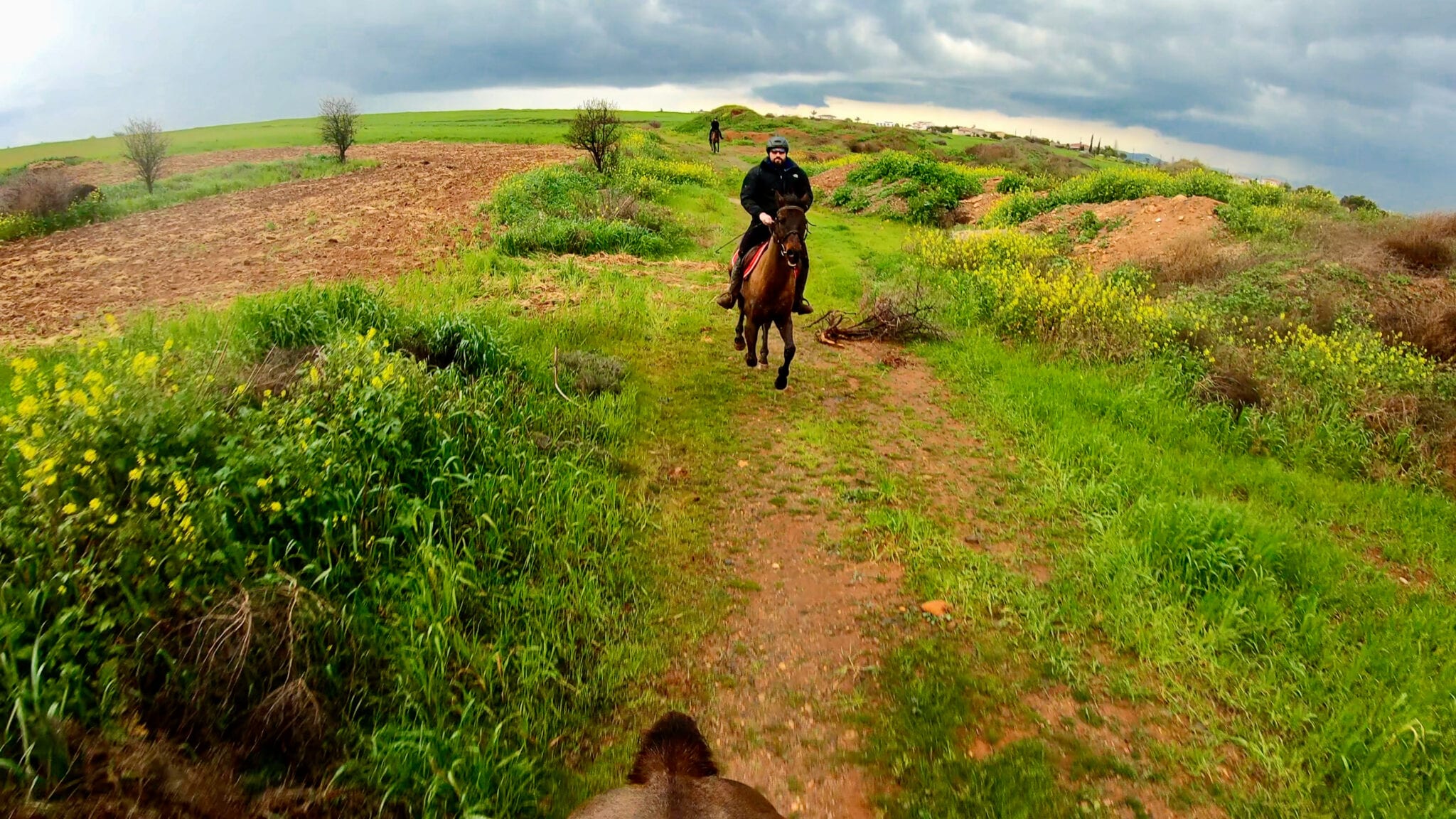 Horse Galloping in the rain