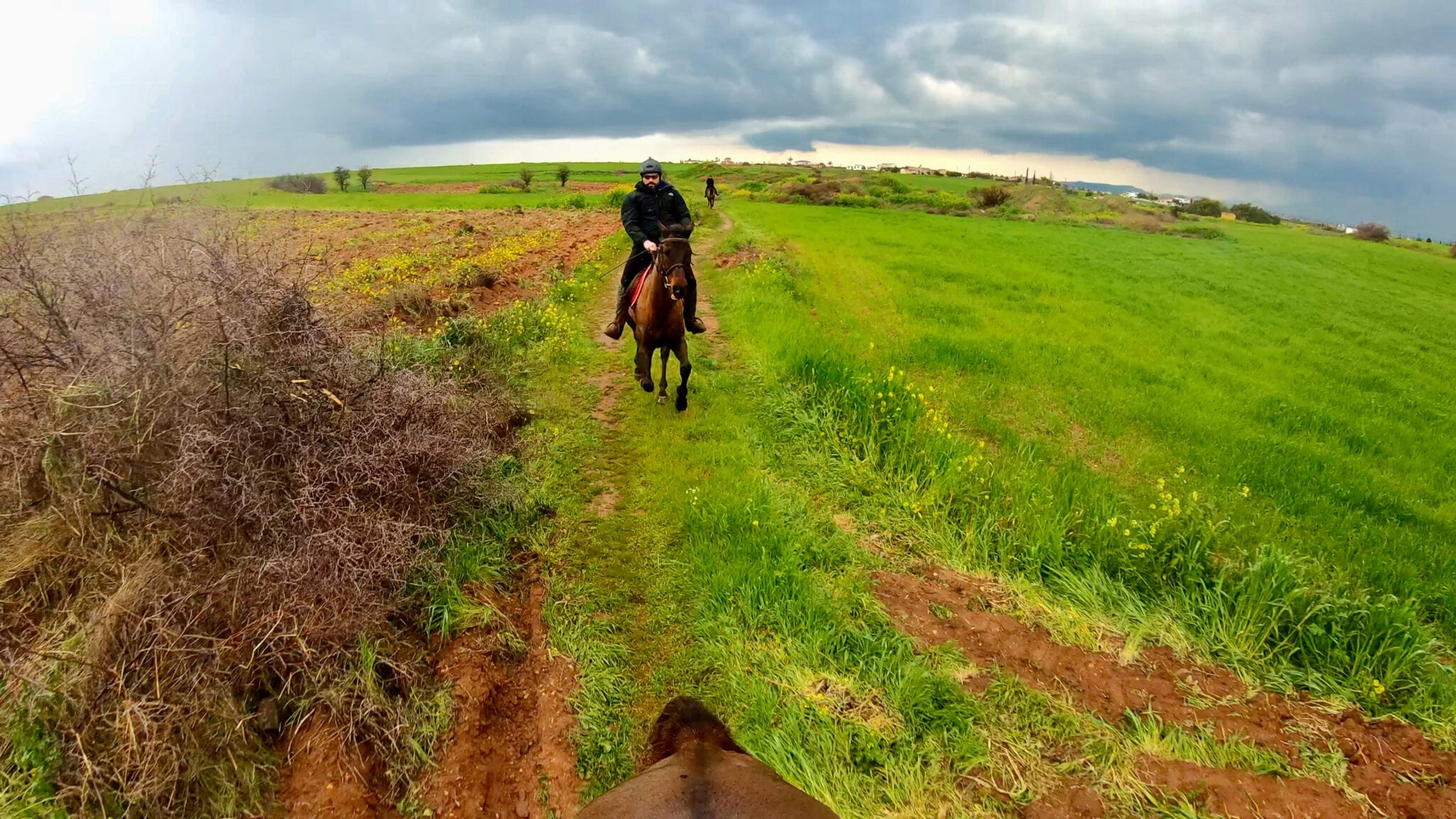 Horse Galloping in the rain